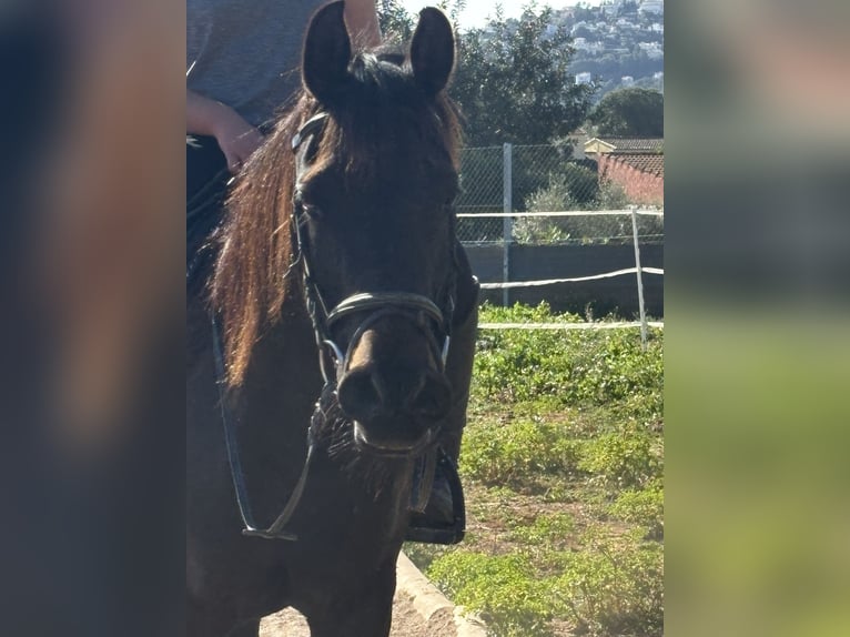 Volbloed Arabier Merrie 9 Jaar 155 cm Zwartbruin in (Denia)