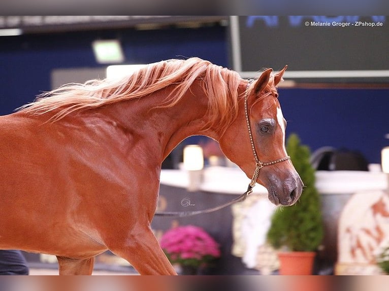 Volbloed Arabier Merrie 9 Jaar 157 cm Vos in Nellingen Oppingen
