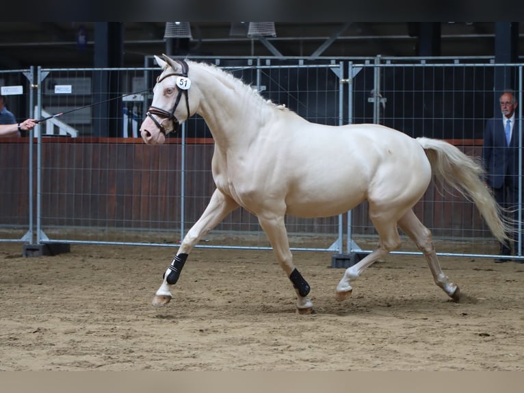 Volbloed Arabier Merrie 9 Jaar 158 cm Donkerbruin in Wapse