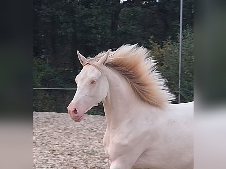Volbloed Arabier Merrie 9 Jaar 158 cm Donkerbruin in Wapse
