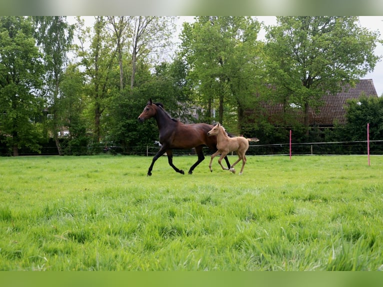 Volbloed Arabier Merrie 9 Jaar 158 cm Donkerbruin in Wapse