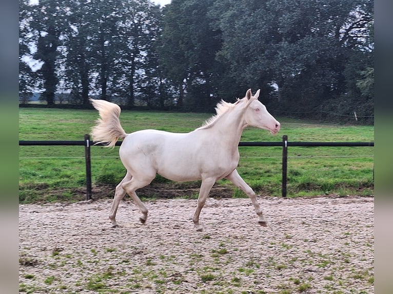Volbloed Arabier Merrie 9 Jaar 158 cm Donkerbruin in Wapse