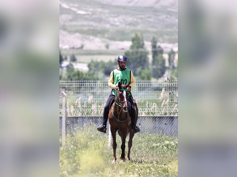 Volbloed Arabier Merrie 9 Jaar 159 cm Bruin in Ankara