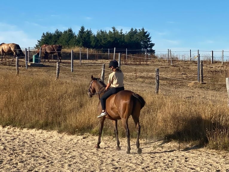 Volbloed Arabier Merrie 9 Jaar Bruin in Assamstadt