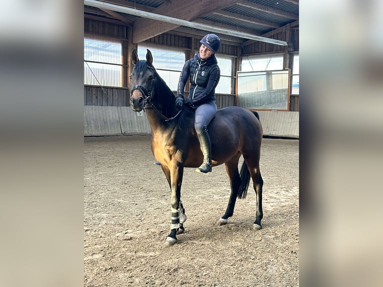 Volbloed Arabier Merrie 9 Jaar Donkerbruin in Reutlingen