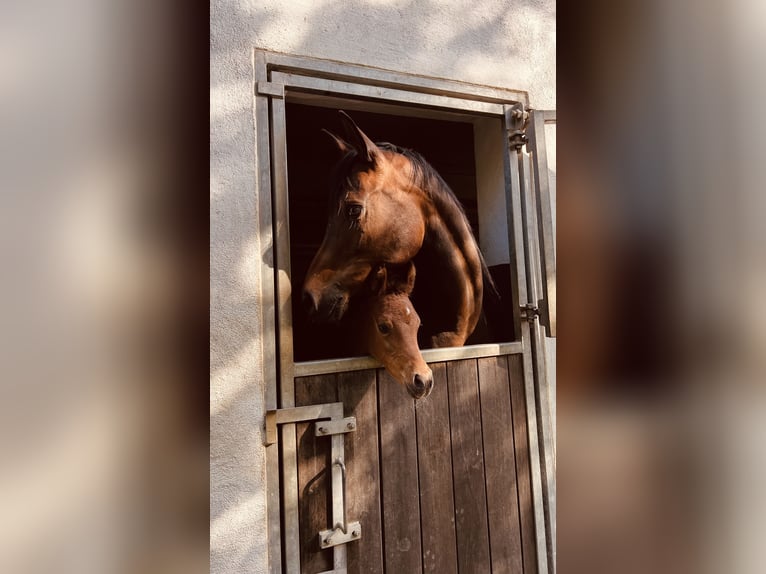 Volbloed Arabier Merrie veulen (04/2024) 154 cm Bruin in Reichshof