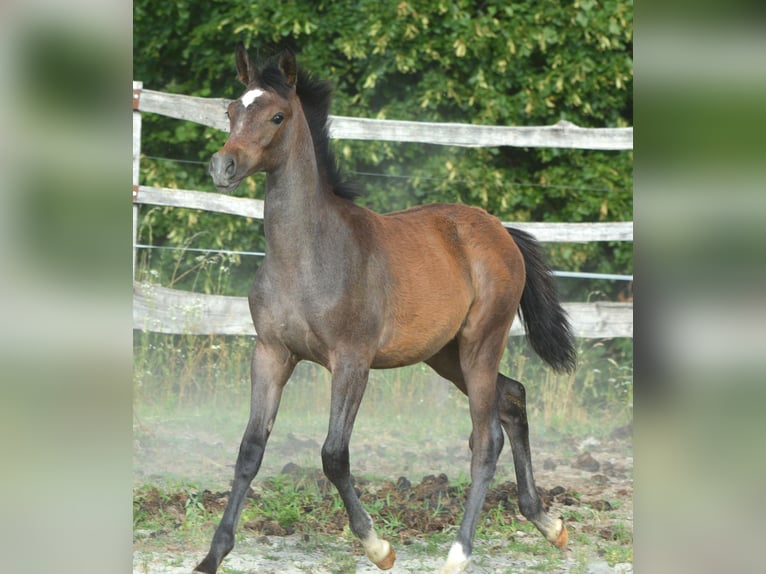 Volbloed Arabier Merrie Veulen (01/2026) 155 cm Schimmel in Koprivnica