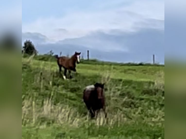 Volbloed Arabier Mix Merrie Veulen (08/2025) 159 cm Donkere-vos in Stockach