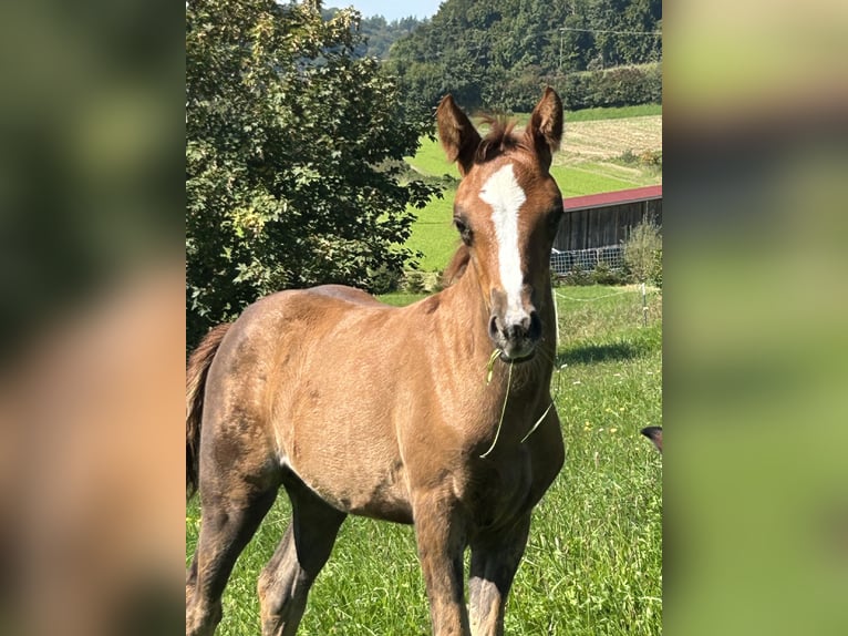Volbloed Arabier Mix Merrie Veulen (08/2025) 159 cm Donkere-vos in Stockach