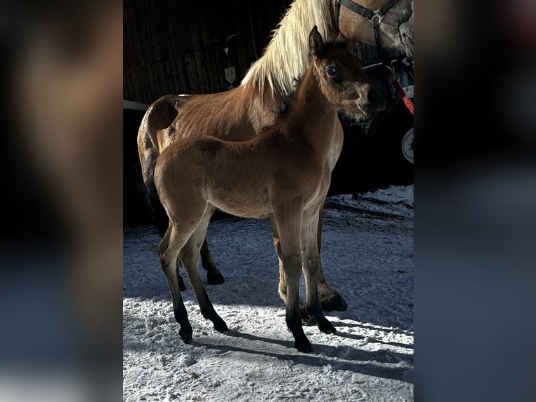 Volbloed Arabier Mix Merrie  Bruin in Vent