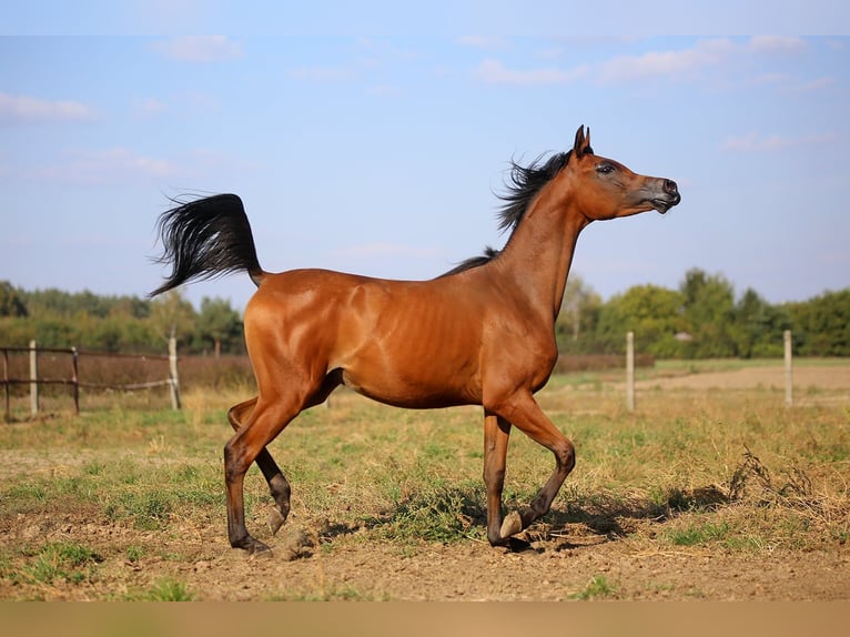 Volbloed Arabier Merrie  in Stryków