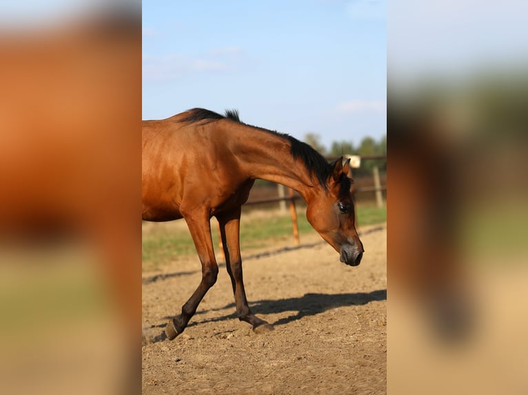 Volbloed Arabier Merrie  in Stryków