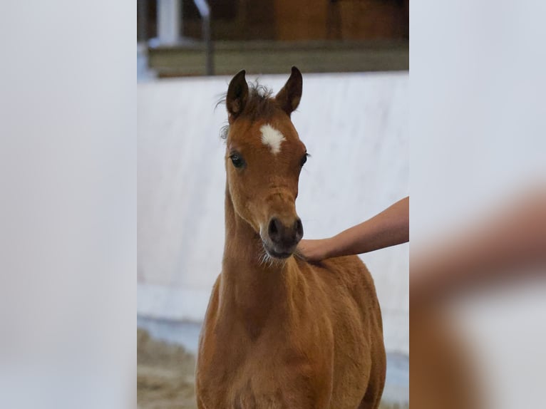 Volbloed Arabier Merrie Veulen (01/2025) in Nellingen