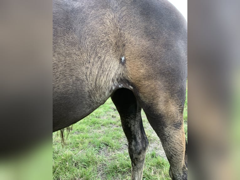 Volbloed Arabier Merrie veulen (04/2024) Zwart in Province du Luxembourg