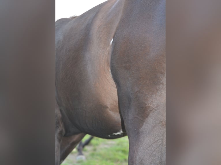 Volbloed Arabier Merrie veulen (04/2024) Zwart in Province du Luxembourg