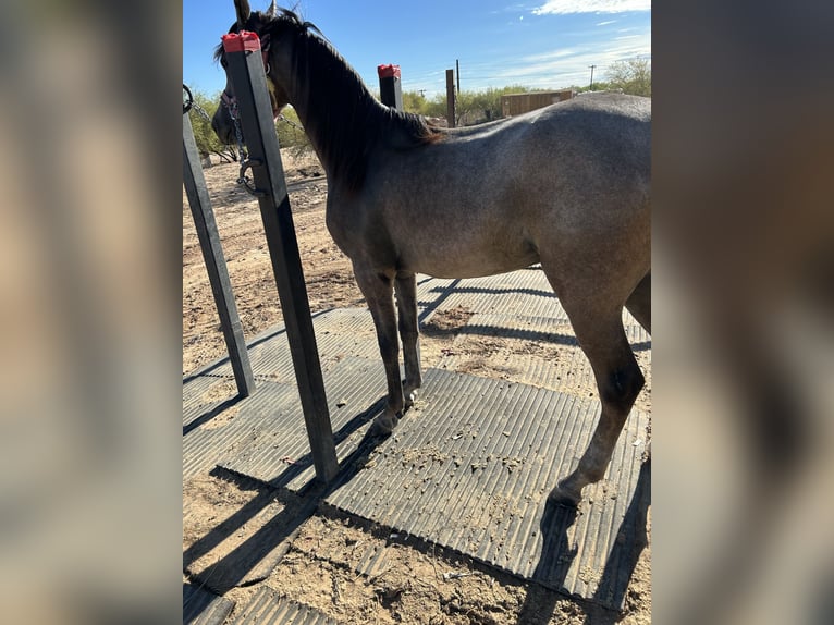 Volbloed Arabier Onbekend 1 Jaar Schimmel in Buckeye