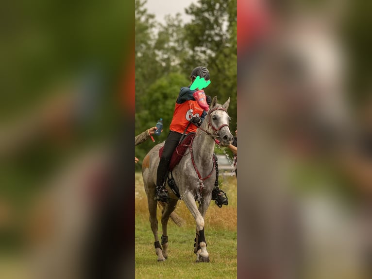 Volbloed Arabier Ruin 10 Jaar 153 cm Schimmel in Straubing