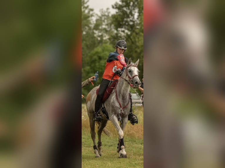 Volbloed Arabier Ruin 10 Jaar 153 cm Schimmel in Straubing