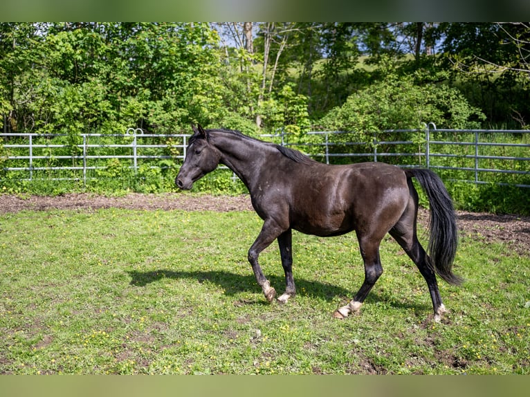 Volbloed Arabier Ruin 10 Jaar 155 cm Zwart in Corcelles BE