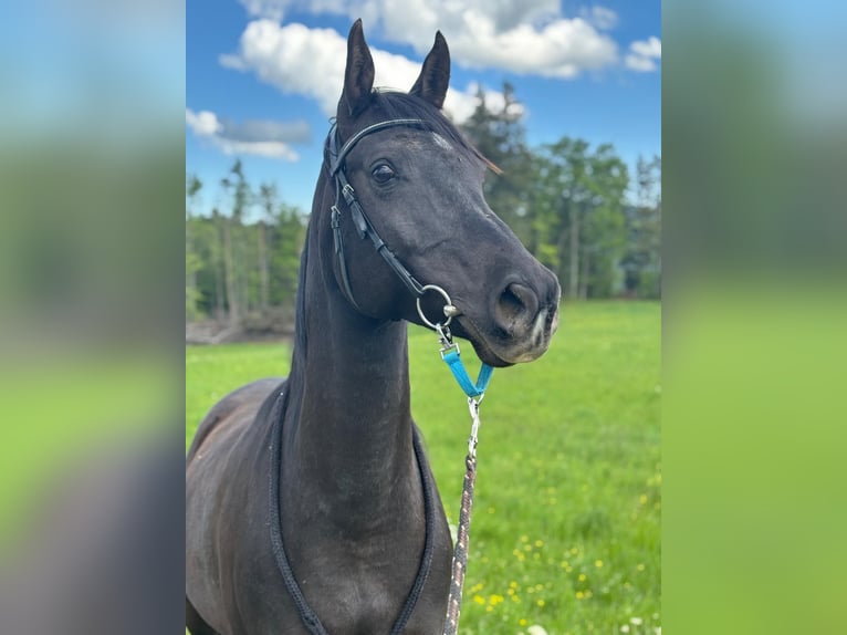 Volbloed Arabier Ruin 10 Jaar 155 cm Zwart in Corcelles BE