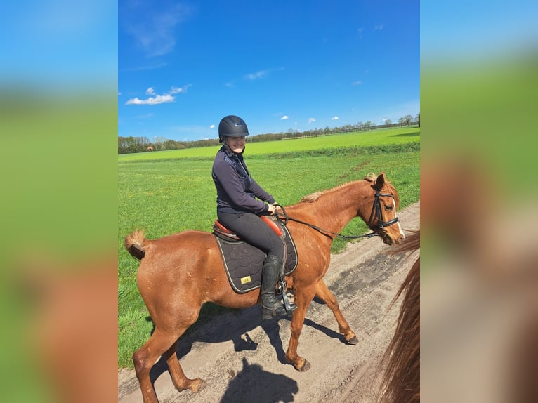 Volbloed Arabier Ruin 10 Jaar 162 cm Vos in Essen