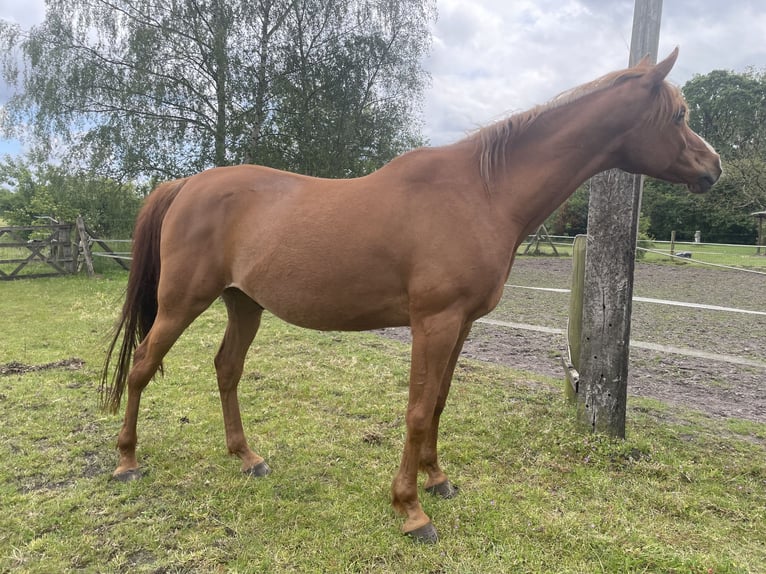 Volbloed Arabier Ruin 10 Jaar 162 cm Vos in Essen