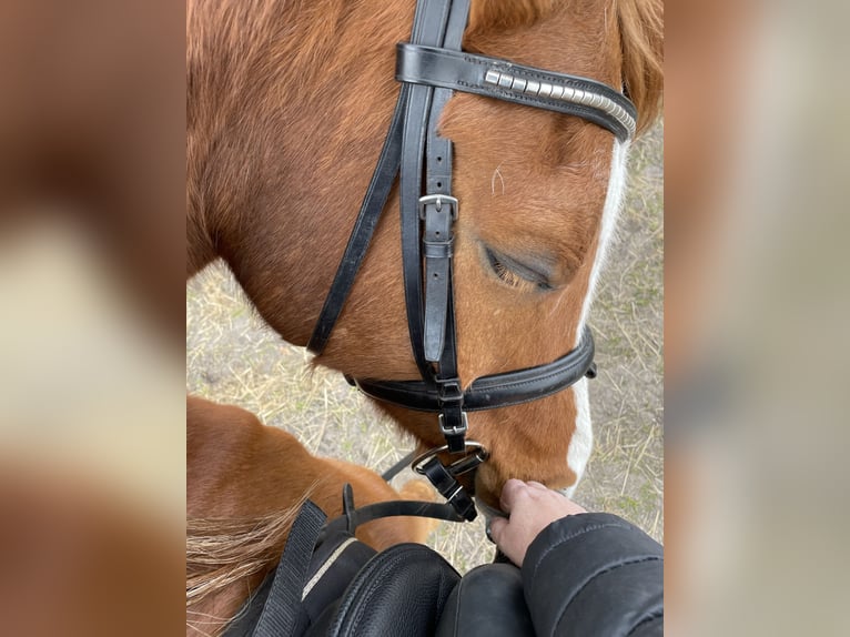 Volbloed Arabier Ruin 10 Jaar 162 cm Vos in Essen