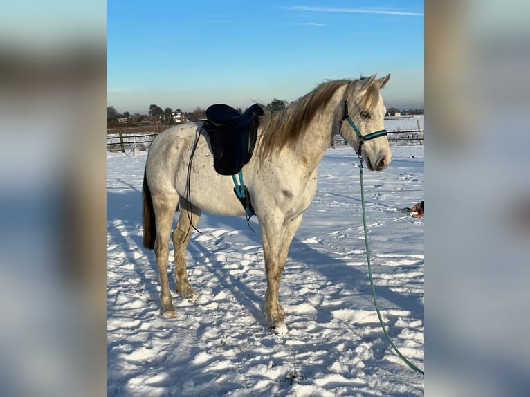 Volbloed Arabier Ruin 11 Jaar 154 cm Schimmel in Dormagen