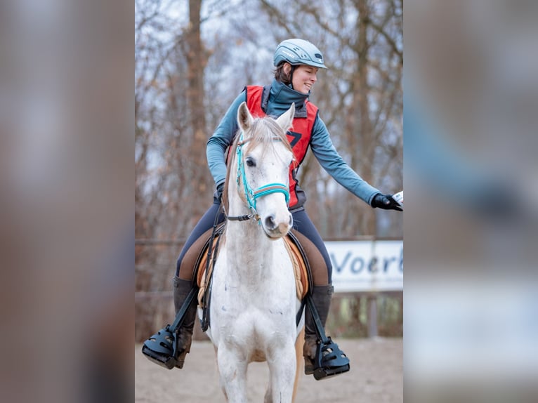 Volbloed Arabier Ruin 11 Jaar 154 cm Schimmel in Dormagen