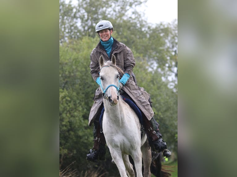 Volbloed Arabier Ruin 11 Jaar 154 cm Schimmel in Dormagen