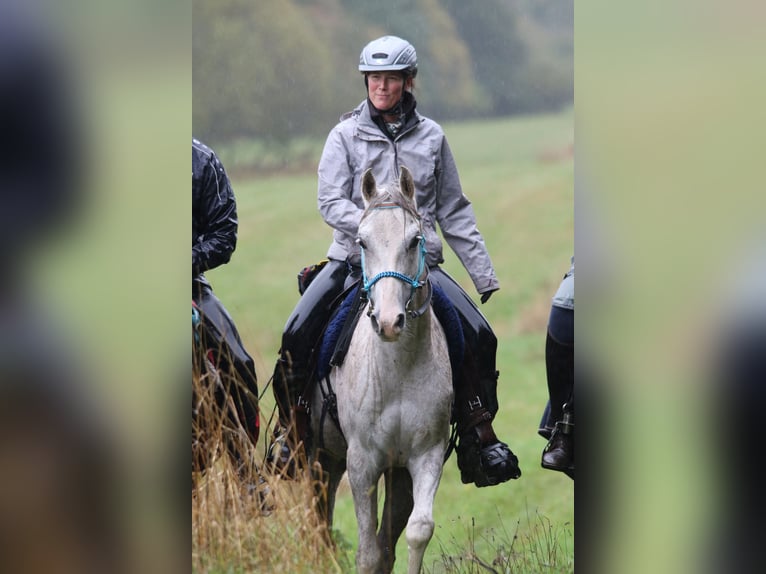 Volbloed Arabier Ruin 11 Jaar 154 cm Schimmel in Dormagen
