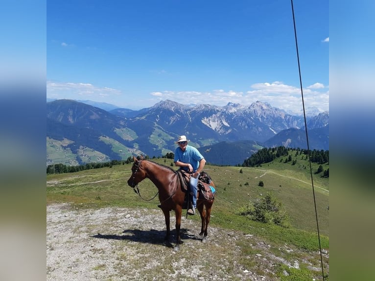 Volbloed Arabier Ruin 11 Jaar 155 cm Bruin in Völs am Schlern