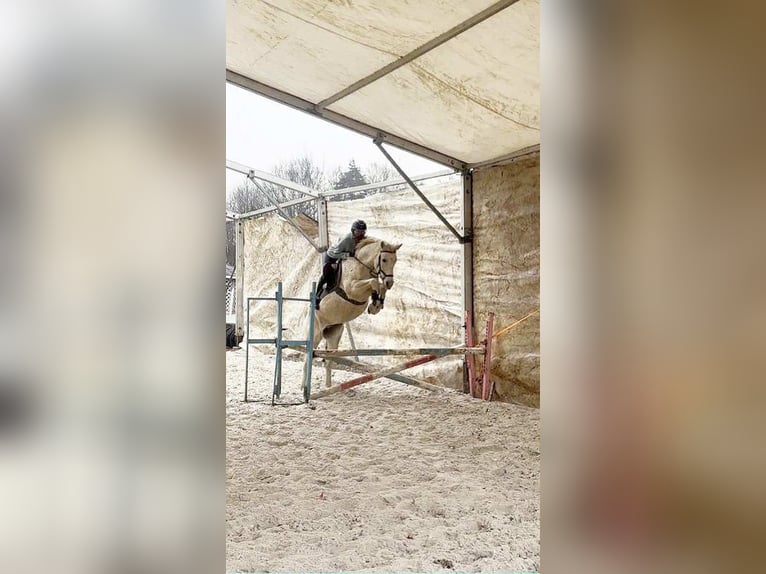 Volbloed Arabier Ruin 11 Jaar 155 cm Schimmel in Kończyce Małe