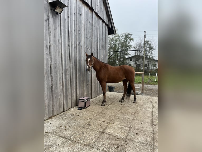 Volbloed Arabier Ruin 11 Jaar 165 cm Bruin in Antiesen