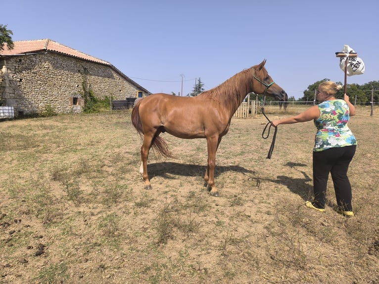 Volbloed Arabier Ruin 12 Jaar 156 cm Vos in Tournon-d&#x27;Agenais