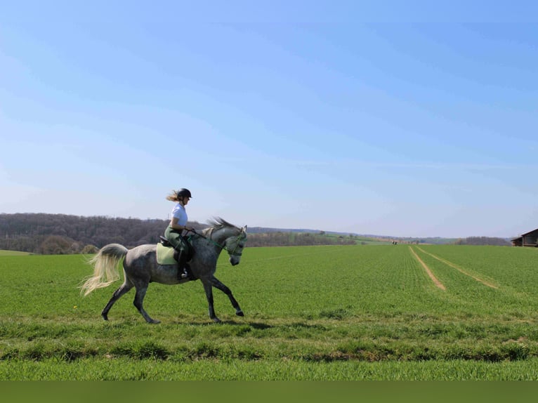Volbloed Arabier Ruin 12 Jaar 160 cm Schimmel in Forchtenberg