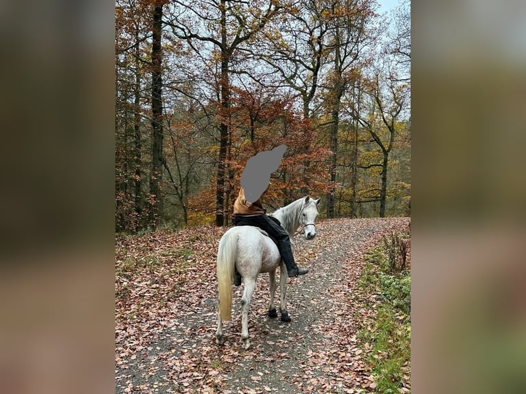 Volbloed Arabier Ruin 13 Jaar 148 cm Vliegenschimmel in Battenberg (Eder)Battenberg