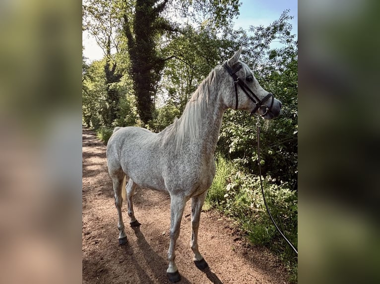 Volbloed Arabier Ruin 13 Jaar 155 cm Vliegenschimmel in Oldenzaal