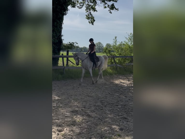 Volbloed Arabier Ruin 13 Jaar 155 cm Vliegenschimmel in Oldenzaal