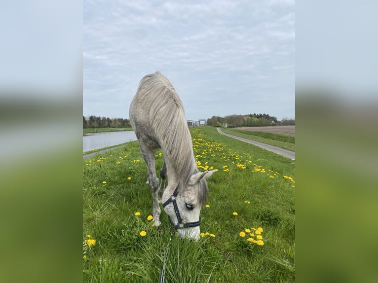 Volbloed Arabier Ruin 13 Jaar 158 cm Vliegenschimmel in Papenburg