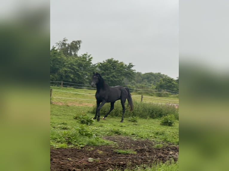 Volbloed Arabier Ruin 13 Jaar 158 cm Zwart in Hobro