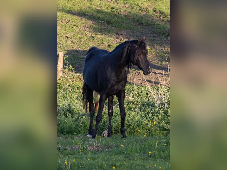 Volbloed Arabier Ruin 13 Jaar 158 cm Zwart in Hobro