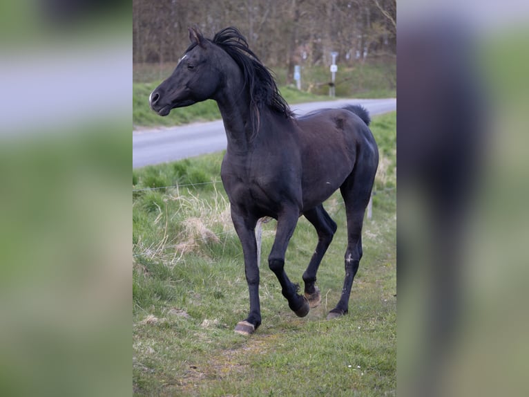 Volbloed Arabier Ruin 13 Jaar 158 cm Zwart in Hobro