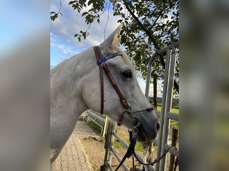 Volbloed Arabier Ruin 14 Jaar 155 cm Schimmel in Dunningen
