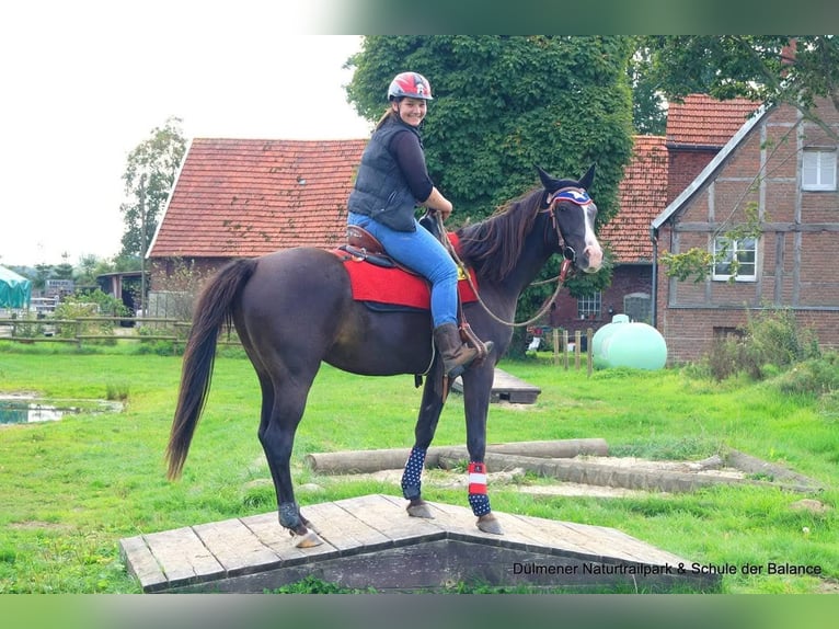 Volbloed Arabier Ruin 14 Jaar 155 cm Zwart in Sulzbach