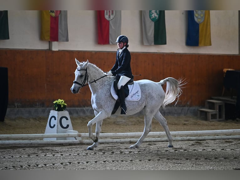 Volbloed Arabier Ruin 14 Jaar 157 cm Vliegenschimmel in Deutsch-Brodersdorf