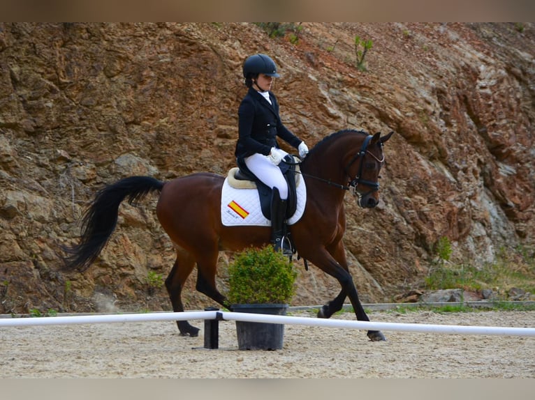 Volbloed Arabier Mix Ruin 15 Jaar 144 cm Bruin in San Roque, C&#xE1;diz, Andaluc&#xED;a