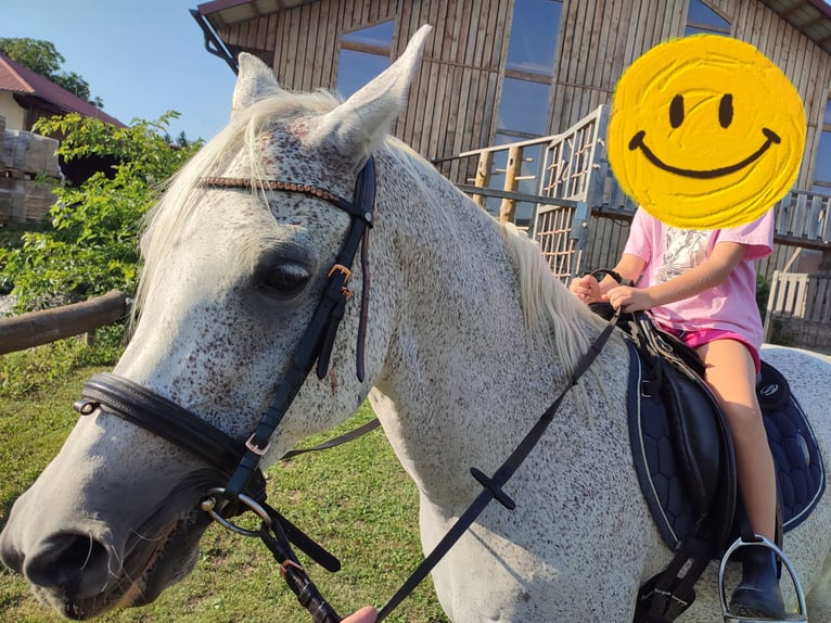 Volbloed Arabier Ruin 15 Jaar 145 cm Zwartbruin in Haigermoos