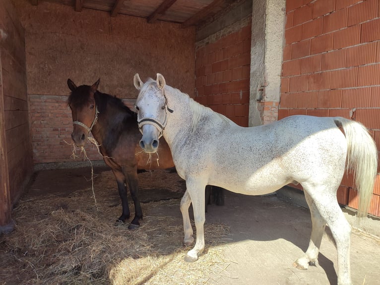Volbloed Arabier Ruin 15 Jaar 145 cm Zwartbruin in Haigermoos