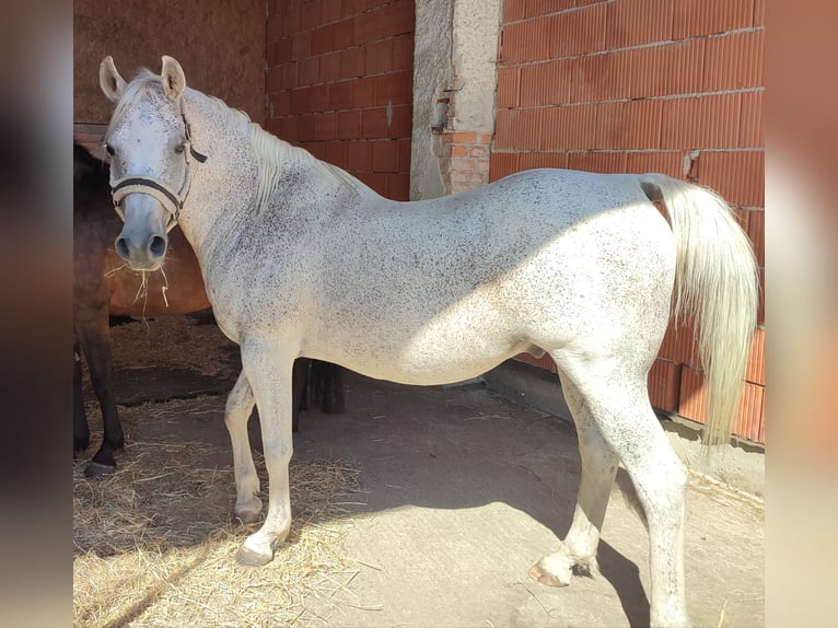 Volbloed Arabier Ruin 15 Jaar 145 cm Zwartbruin in Haigermoos
